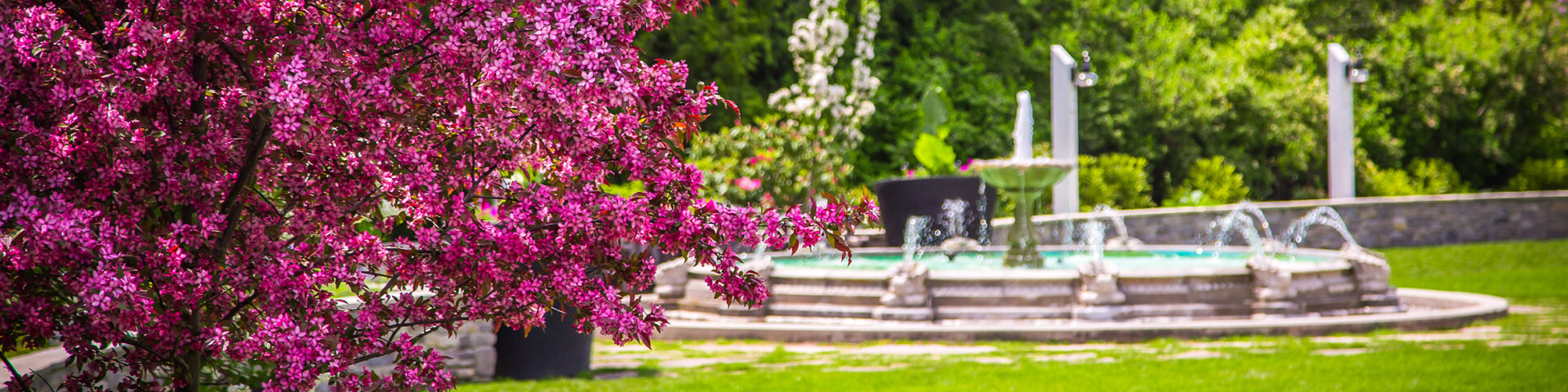 Fountain and purple flowered tree